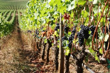 Rockne Roll/yamhillvalley.com<br><b>Grapes ready to be harvested at Stoller Vineyard.</b>