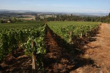 Stoller Vineyards lies on the edge of the Dundee Hills AVA. Photo by Rockne Roll