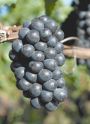 Pinot Noir ripens in anticipation for harvest.