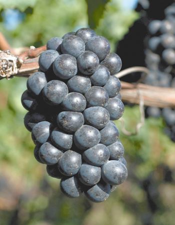 Pinot Noir ripens in anticipation for harvest.